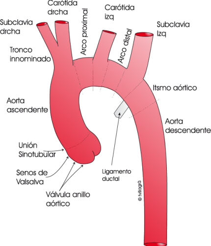 1.3.8.-anatomia-aorta.a.1