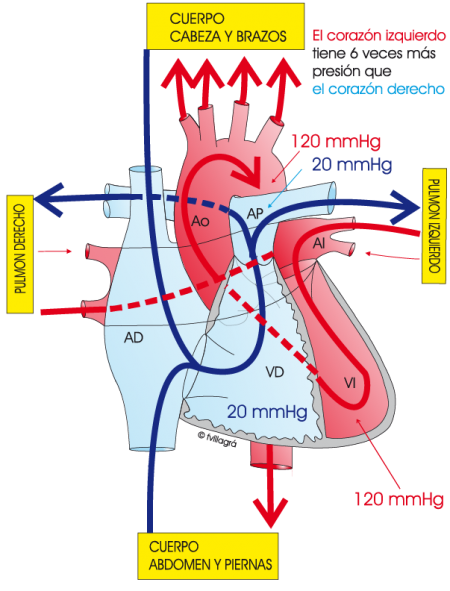 1.5.1.-circulacion-normal-pulmonar
