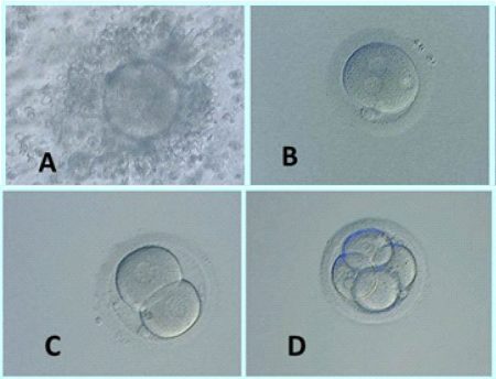 3.2.1.evolucion-embrionaria