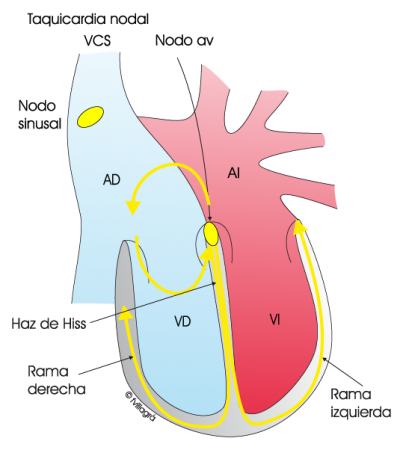 5.3.2.-taquicardia-nodal
